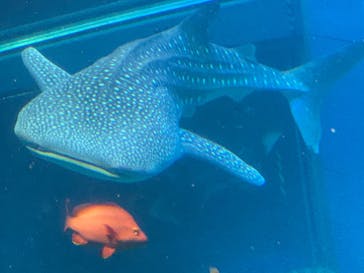 海遊館に投稿された画像（2019/10/20）