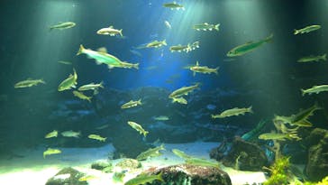 サンシャイン水族館に投稿された画像（2019/10/20）