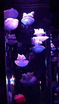 サンシャイン水族館に投稿された画像（2019/10/20）