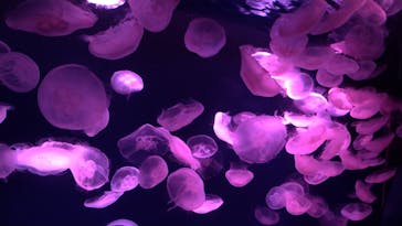 サンシャイン水族館に投稿された画像（2019/10/20）