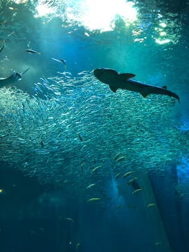 アクアワールド茨城県大洗水族館に投稿された画像（2019/10/20）