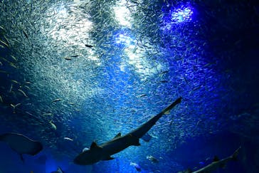 アクアワールド茨城県大洗水族館に投稿された画像（2019/10/21）