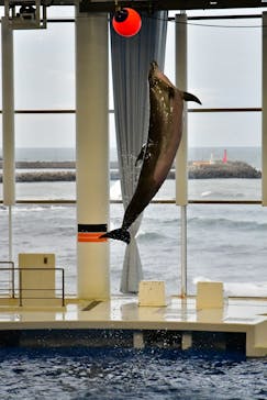 アクアワールド茨城県大洗水族館に投稿された画像（2019/10/21）