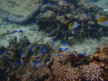 ダイビングショップ Sea Free（シーフリー）に投稿された画像（2019/10/22）