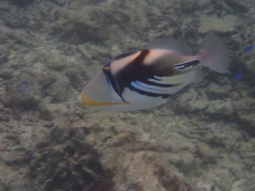 ダイビングショップ Sea Free（シーフリー）に投稿された画像（2019/10/22）