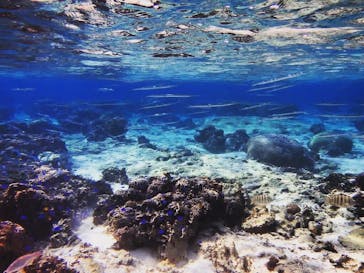 青の洞窟専門店　沖縄ダイビングショップ和に投稿された画像（2019/10/22）