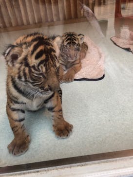 しろとり動物園に投稿された画像（2019/10/22）