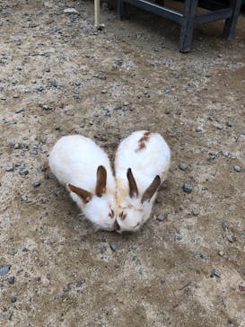 しろとり動物園に投稿された画像（2019/10/22）