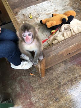 しろとり動物園に投稿された画像（2019/10/22）
