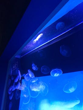 すみだ水族館に投稿された画像（2019/10/22）