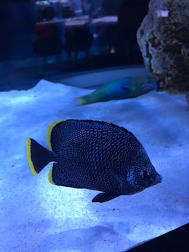 すみだ水族館に投稿された画像（2019/10/22）