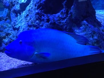 すみだ水族館に投稿された画像（2019/10/22）