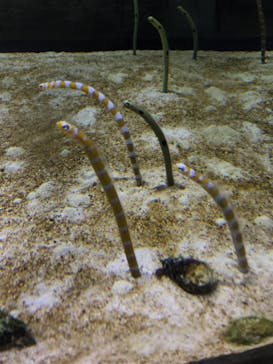 すみだ水族館に投稿された画像（2019/10/22）