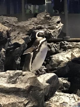 すみだ水族館に投稿された画像（2019/10/22）