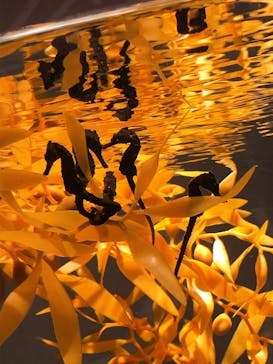 NIFREL（ニフレル）に投稿された画像（2019/10/22）