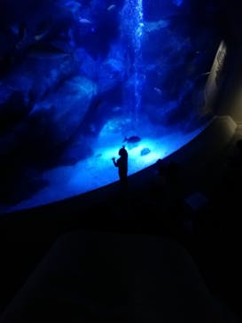 すみだ水族館に投稿された画像（2019/10/23）