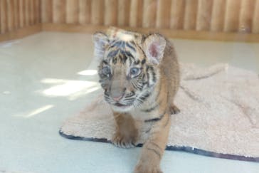 しろとり動物園に投稿された画像（2019/10/23）
