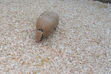 しろとり動物園に投稿された画像（2019/10/23）