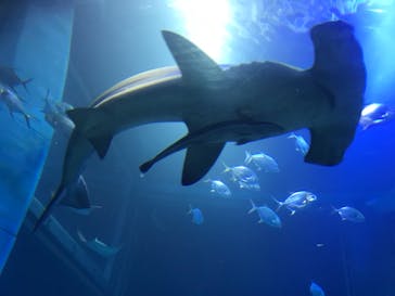 海遊館に投稿された画像（2019/10/23）