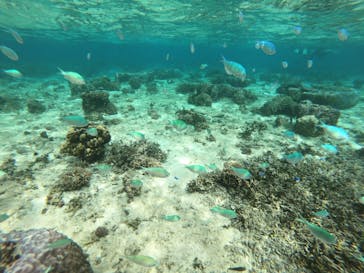 diving&workshop IHANASHI（ダイビングアンドワークショップイハナシ）に投稿された画像（2019/10/25）