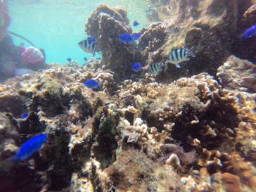 武藤潜水に投稿された画像（2019/10/26）