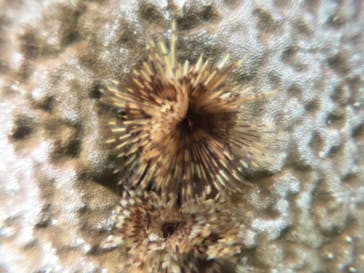 武藤潜水に投稿された画像（2019/10/26）