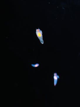 海遊館に投稿された画像（2019/10/26）