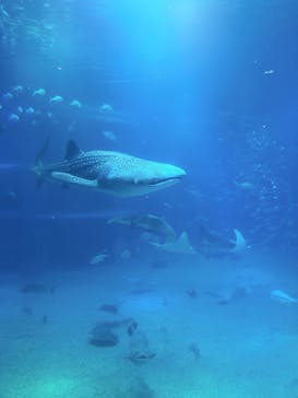海遊館に投稿された画像（2019/10/26）