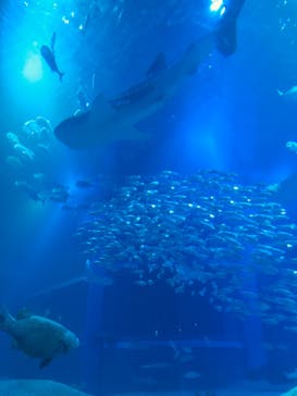 海遊館に投稿された画像（2019/10/26）