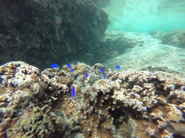 武藤潜水に投稿された画像（2019/10/27）