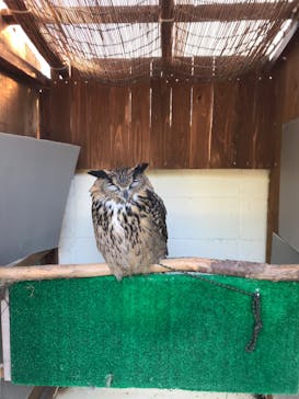 しろとり動物園に投稿された画像（2019/10/27）