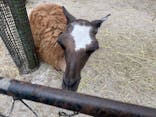 伊豆シャボテン動物公園に投稿された画像（2019/10/28）