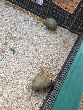 しろとり動物園に投稿された画像（2019/10/28）