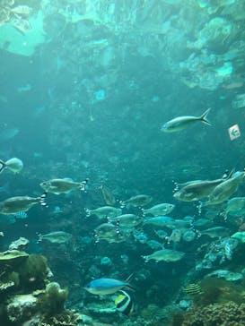 串本海中公園水族館に投稿された画像（2019/10/28）