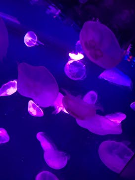 サンシャイン水族館に投稿された画像（2019/10/28）