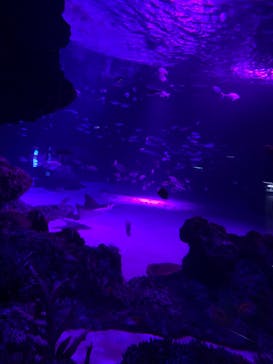 サンシャイン水族館に投稿された画像（2019/10/28）