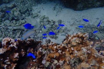 ダイビングショップ Sea Free（シーフリー）に投稿された画像（2019/10/29）