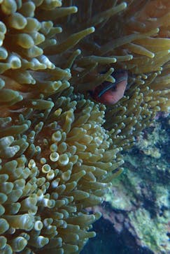 ダイビングショップ Sea Free（シーフリー）に投稿された画像（2019/10/29）