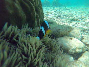 武藤潜水に投稿された画像（2019/10/29）