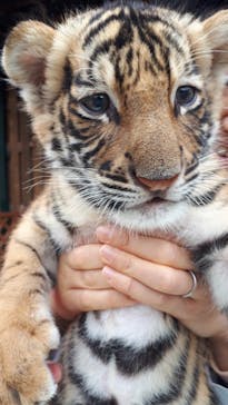 しろとり動物園に投稿された画像（2019/10/29）