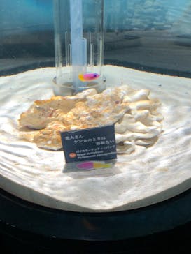 NIFREL（ニフレル）に投稿された画像（2019/10/30）