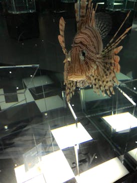 NIFREL（ニフレル）に投稿された画像（2019/10/30）