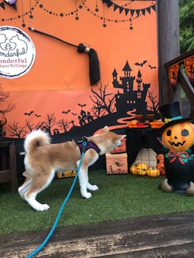 わんダフルネイチャーヴィレッジに投稿された画像（2019/10/30）