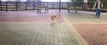 わんダフルネイチャーヴィレッジに投稿された画像（2019/10/30）