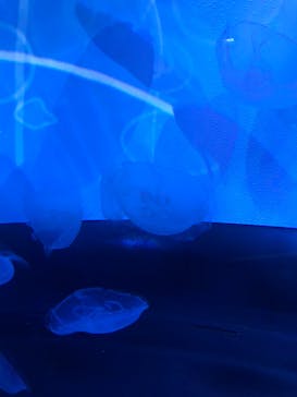 すみだ水族館に投稿された画像（2019/11/1）