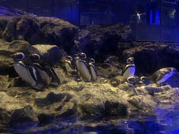 すみだ水族館に投稿された画像（2019/11/1）