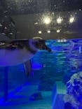 すみだ水族館に投稿された画像（2019/11/1）