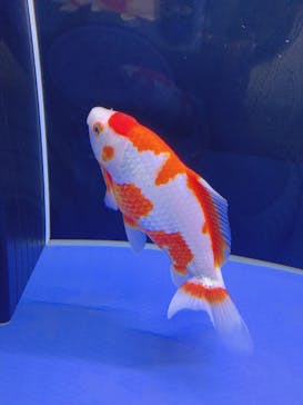 すみだ水族館に投稿された画像（2019/11/1）