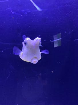 すみだ水族館に投稿された画像（2019/11/1）