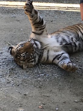 しろとり動物園に投稿された画像（2019/11/2）